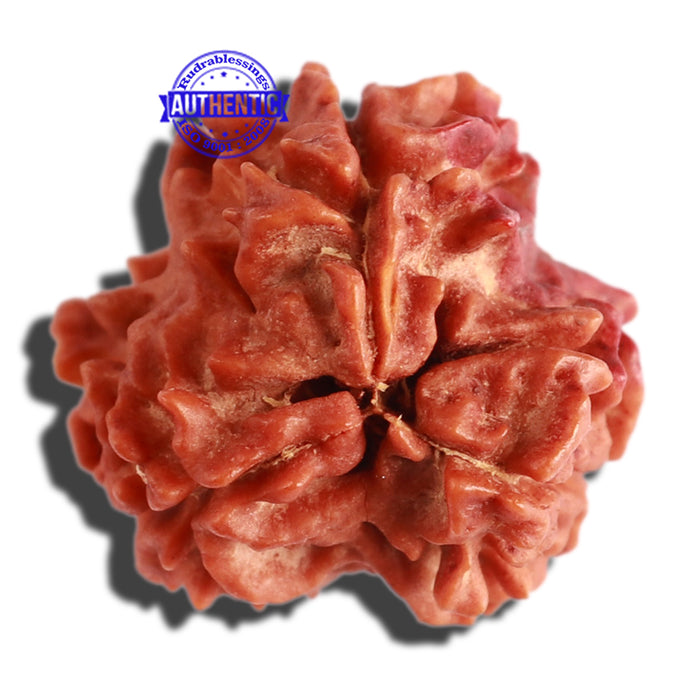 3 Mukhi Rudraksha with Swastik Marking