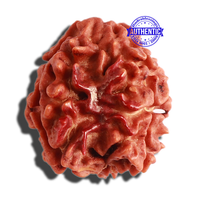 3 Mukhi Rudraksha with Swastik Marking