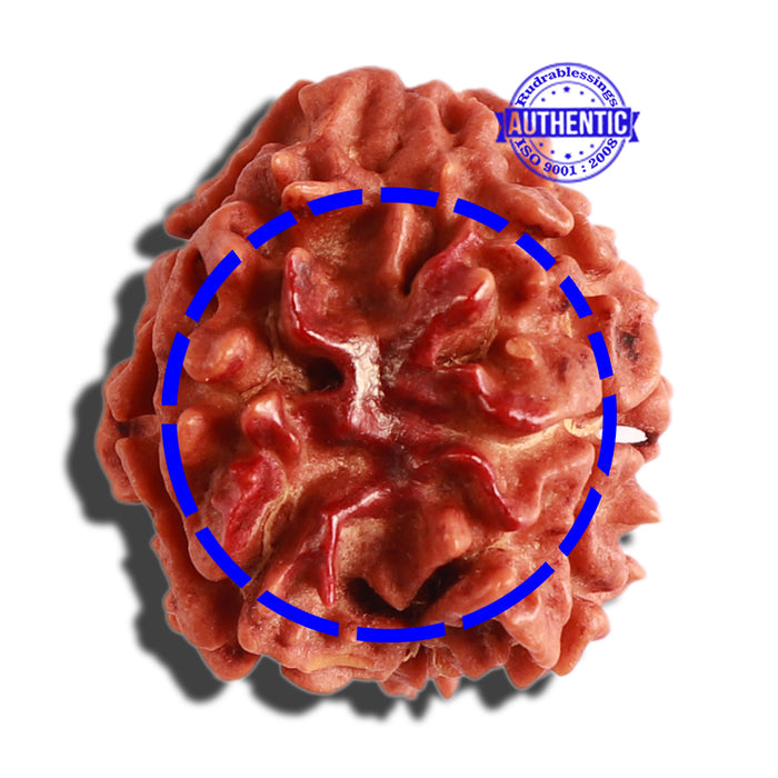 3 Mukhi Rudraksha with Swastik Marking