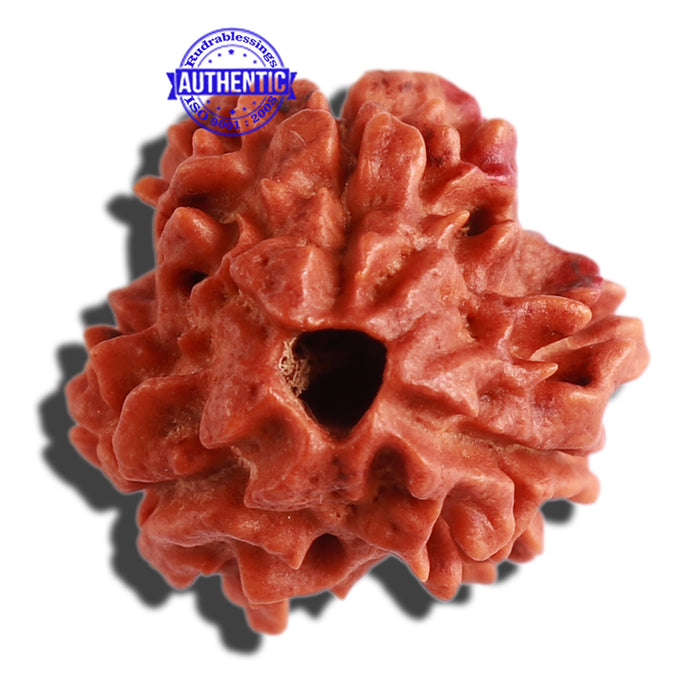 3 Mukhi Rudraksha with Swastik Marking