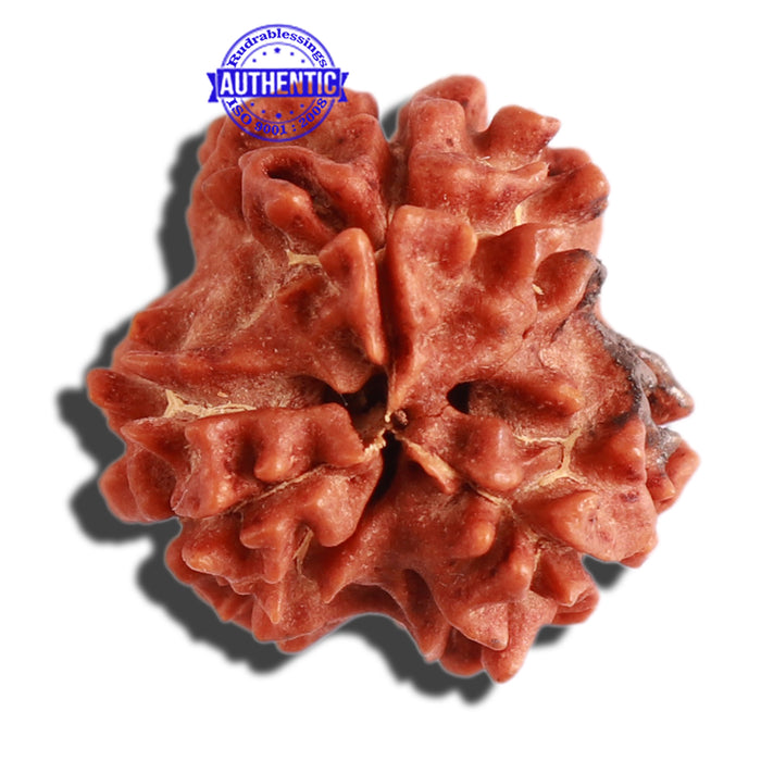 3 Mukhi Rudraksha with Trishul / Om Marking