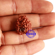Load image into Gallery viewer, 3 Mukhi Rudraksha with Trishul / Om Marking
