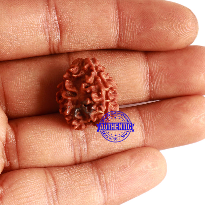 3 Mukhi Rudraksha with Trishul / Om Marking