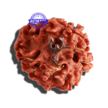 Load image into Gallery viewer, 3 Mukhi Rudraksha with Trishul / Om Marking
