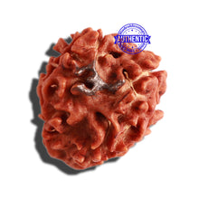 Load image into Gallery viewer, 3 Mukhi Rudraksha with Trishul / Om Marking
