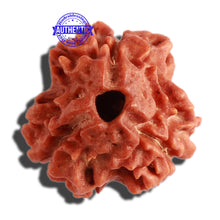 Load image into Gallery viewer, 3 Mukhi Rudraksha with Trishul / Om Marking
