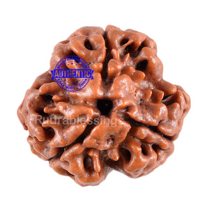 3 Mukhi Rudraksha from Nepal - Bead No. 29 (Giant Size)