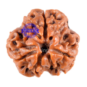 3 Mukhi Rudraksha from Nepal - Bead No. 33 (Giant Size)