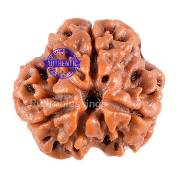 3 Mukhi Rudraksha from Nepal - Bead No. 33 (Giant Size)