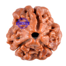 Load image into Gallery viewer, 3 Mukhi Rudraksha from Nepal - Bead No. 34 (Giant Size)

