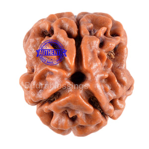 3 Mukhi Rudraksha from Nepal - Bead No. 39 (Giant Size)