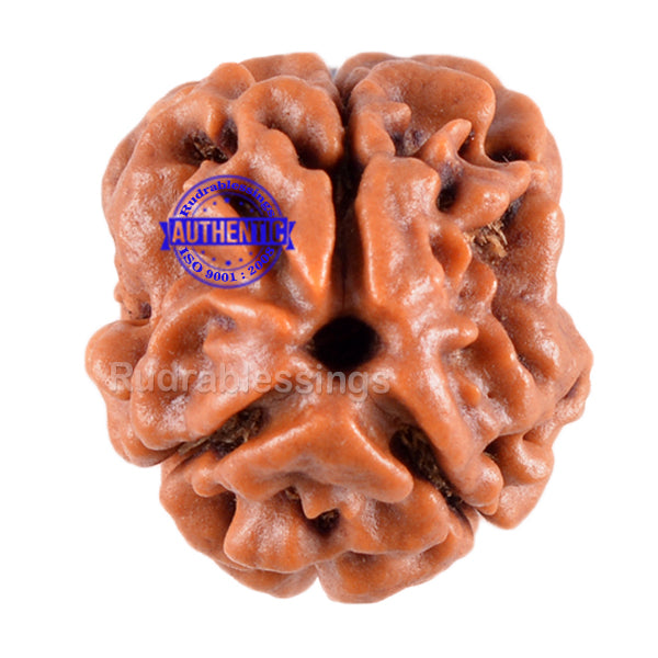 3 Mukhi Rudraksha from Nepal - Bead No. 39 (Giant Size)