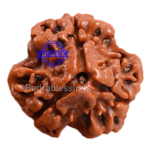 3 Mukhi Rudraksha from Nepal - Bead No. 42 (Giant Size)