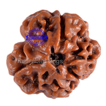 Load image into Gallery viewer, 3 Mukhi Rudraksha from Nepal - Bead No. 45 (Giant Size)
