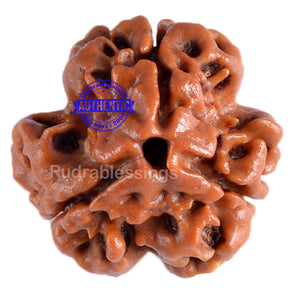 3 Mukhi Rudraksha from Nepal - Bead No. 46 (Giant Size)