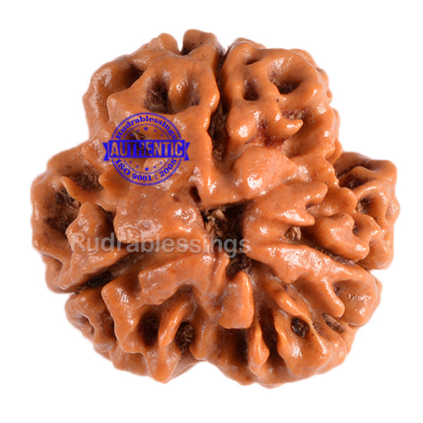 3 Mukhi Rudraksha from Nepal - Bead No. 48 (Giant Size)