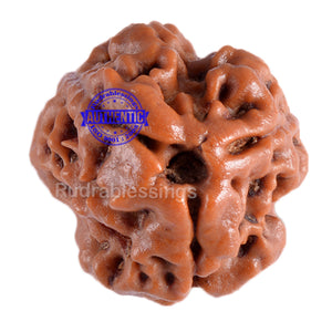 3 Mukhi Rudraksha from Nepal - Bead No. 51 (Giant Size)