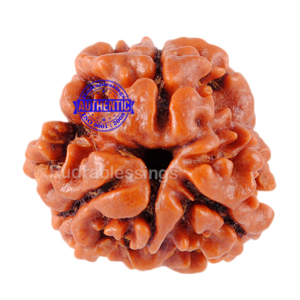 3 Mukhi Rudraksha from Nepal - Bead No. 6 (Giant Size)