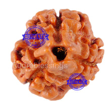 Load image into Gallery viewer, 3 Mukhi Rudraksha from Nepal - Bead No. 146 (Giant Size)
