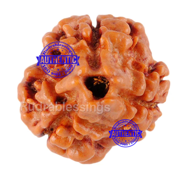 3 Mukhi Rudraksha from Nepal - Bead No. 146 (Giant Size)