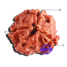 Load image into Gallery viewer, 3 Mukhi Rudraksha from Nepal - Bead No. 287
