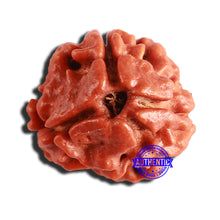 Load image into Gallery viewer, 3 Mukhi Rudraksha from Nepal - Bead No. 287
