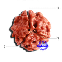 Load image into Gallery viewer, 3 Mukhi Rudraksha from Nepal - Bead No. 288
