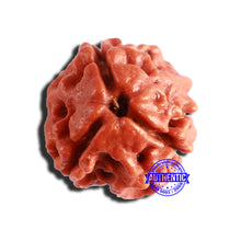 Load image into Gallery viewer, 3 Mukhi Rudraksha from Nepal - Bead No. 288
