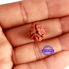 Load image into Gallery viewer, 3 Mukhi Rudraksha from Nepal - Bead No. 288
