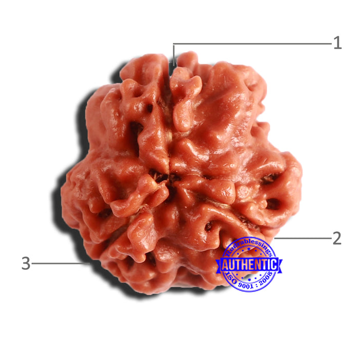 3 Mukhi Rudraksha from Nepal - Bead No. 289