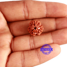 Load image into Gallery viewer, 3 Mukhi Rudraksha from Nepal - Bead No. 289
