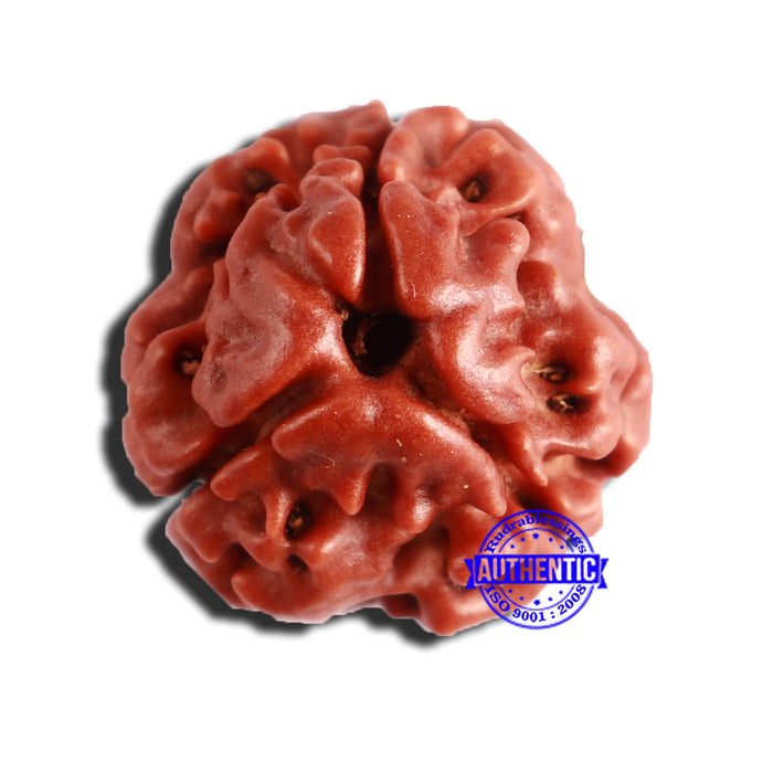 3 Mukhi Rudraksha from Nepal - Bead No. 290