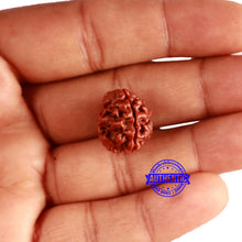 Load image into Gallery viewer, 3 Mukhi Rudraksha from Nepal - Bead No. 290
