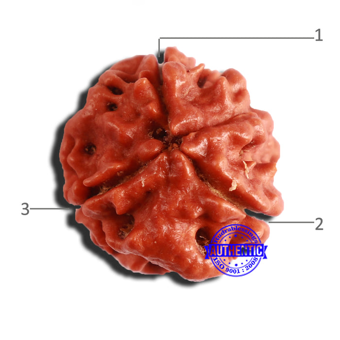 3 Mukhi Rudraksha from Nepal - Bead No. 292