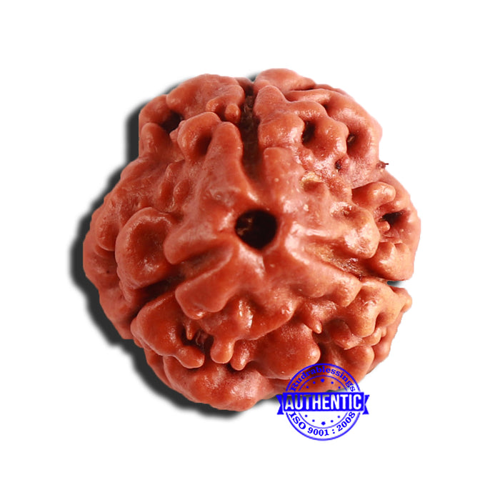 3 Mukhi Rudraksha from Nepal - Bead No. 292
