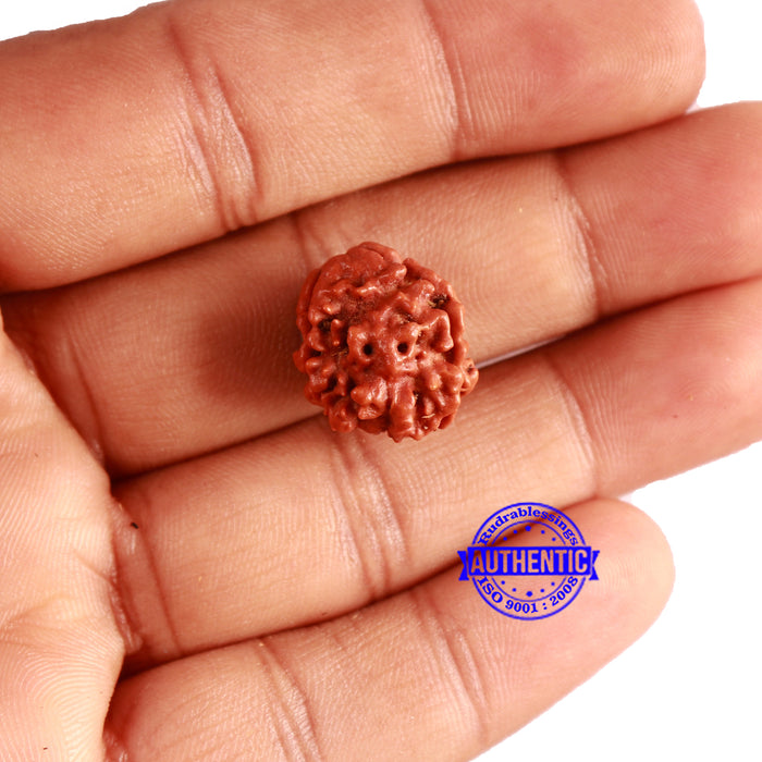 3 Mukhi Rudraksha from Nepal - Bead No. 292