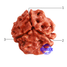 Load image into Gallery viewer, 3 Mukhi Rudraksha from Nepal - Bead No. 293
