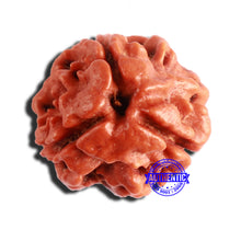 Load image into Gallery viewer, 3 Mukhi Rudraksha from Nepal - Bead No. 293
