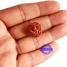 Load image into Gallery viewer, 3 Mukhi Rudraksha from Nepal - Bead No. 293
