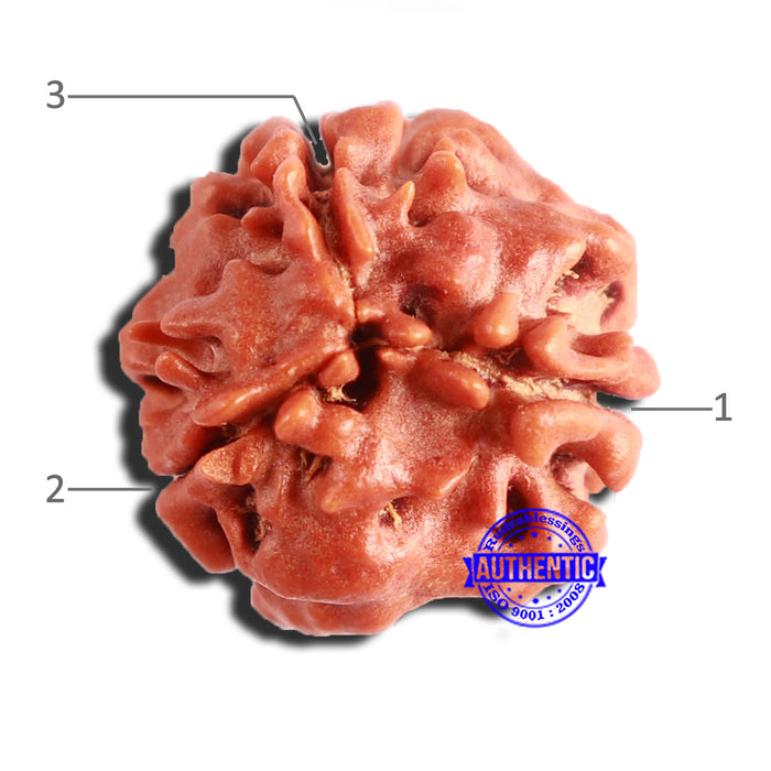 3 Mukhi Rudraksha from Nepal - Bead No. 294