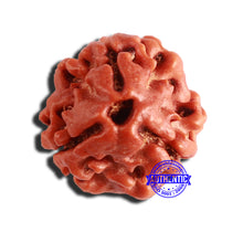 Load image into Gallery viewer, 3 Mukhi Rudraksha from Nepal - Bead No. 294
