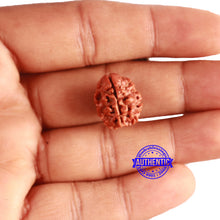 Load image into Gallery viewer, 3 Mukhi Rudraksha from Nepal - Bead No. 294
