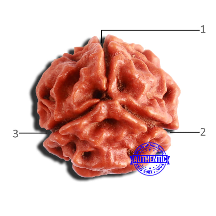 3 Mukhi Rudraksha from Nepal - Bead No. 295