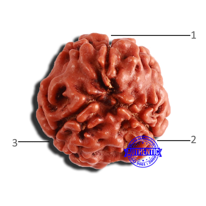 3 Mukhi Rudraksha from Nepal - Bead No. 303