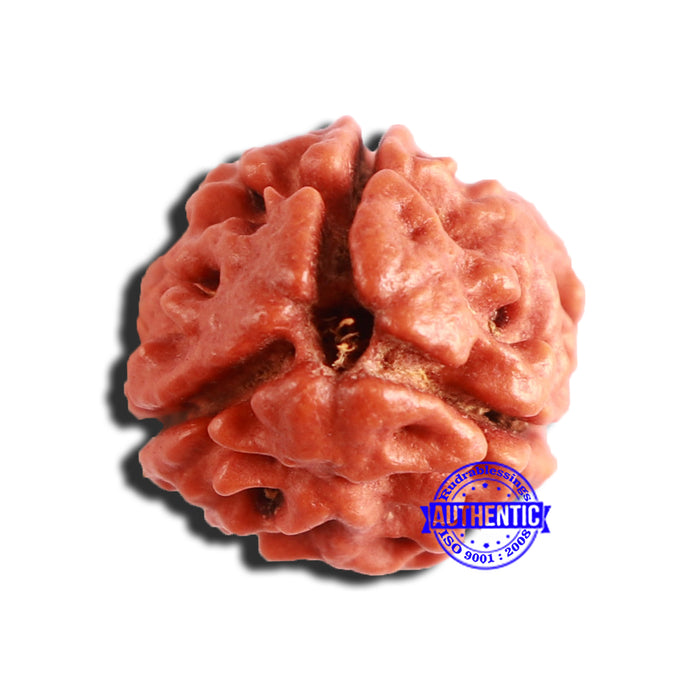 3 Mukhi Rudraksha from Nepal - Bead No. 295