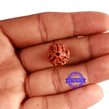 Load image into Gallery viewer, 3 Mukhi Rudraksha from Nepal - Bead No. 303
