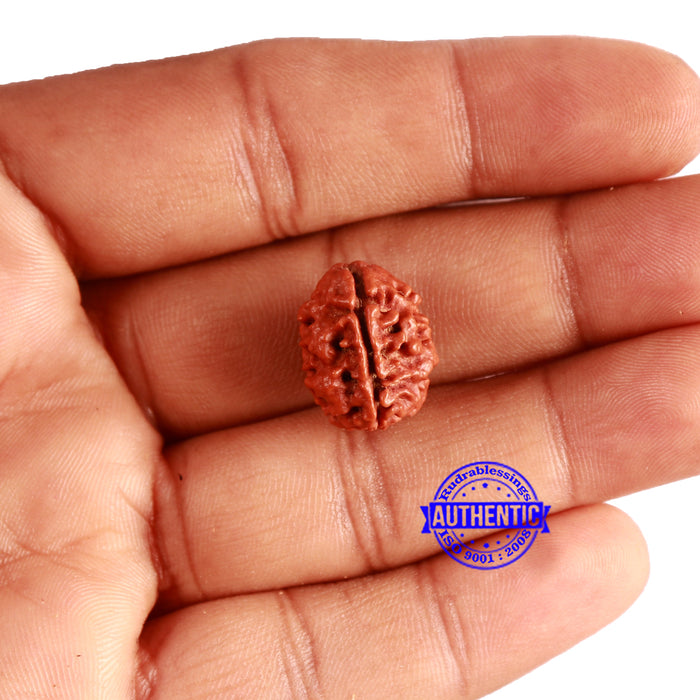 3 Mukhi Rudraksha from Nepal - Bead No. 295