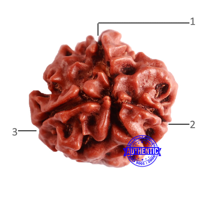 3 Mukhi Rudraksha from Nepal - Bead No. 296
