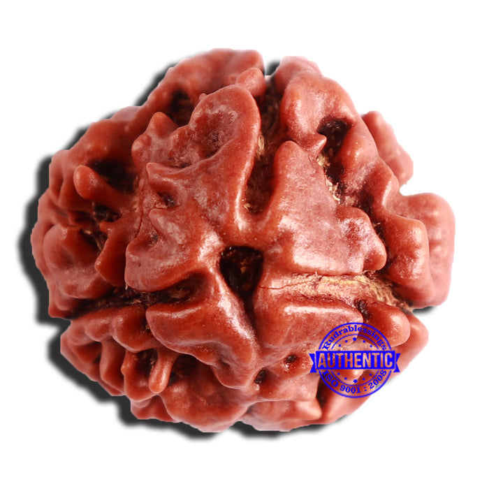 3 Mukhi Rudraksha from Nepal - Bead No. 296