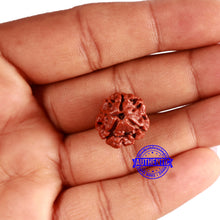 Load image into Gallery viewer, 3 Mukhi Rudraksha from Nepal - Bead No. 296
